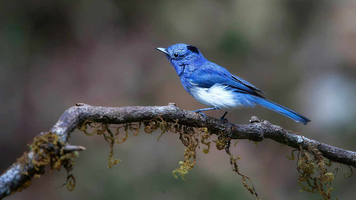 blue bird perched on tree